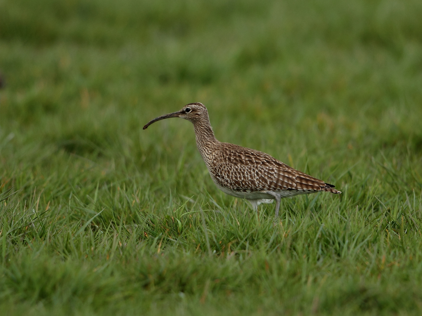 Regenbrachvogel (Numenius phaeopus)