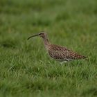 Regenbrachvogel (Numenius phaeopus)