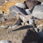 Regenbrachvogel (Numenius phaeopus)