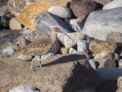 Regenbrachvogel (Numenius phaeopus)