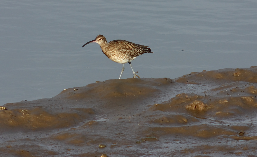 Regenbrachvogel (Numenius phaeopus)