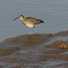 Regenbrachvogel (Numenius phaeopus)