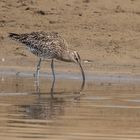 Regenbrachvogel - Numenius phaeopus -