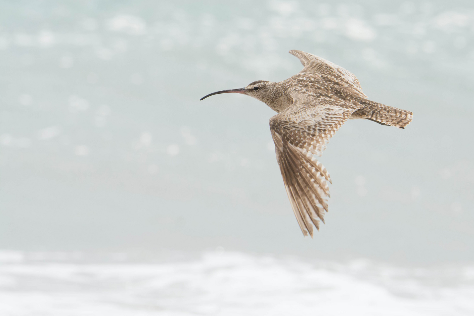 Regenbrachvogel (Numenius phaeopus) in Parque Nacional Pan de Azúcar, Chile