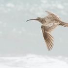 Regenbrachvogel (Numenius phaeopus) in Parque Nacional Pan de Azúcar, Chile