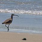 Regenbrachvogel - Whimbrel (Numenius phaeopus)