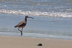 Regenbrachvogel - Whimbrel (Numenius phaeopus)