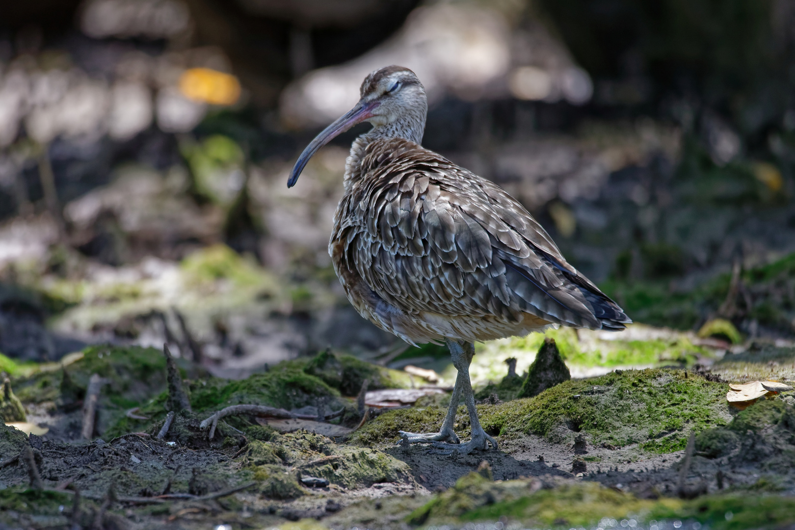 Regenbrachvogel_1