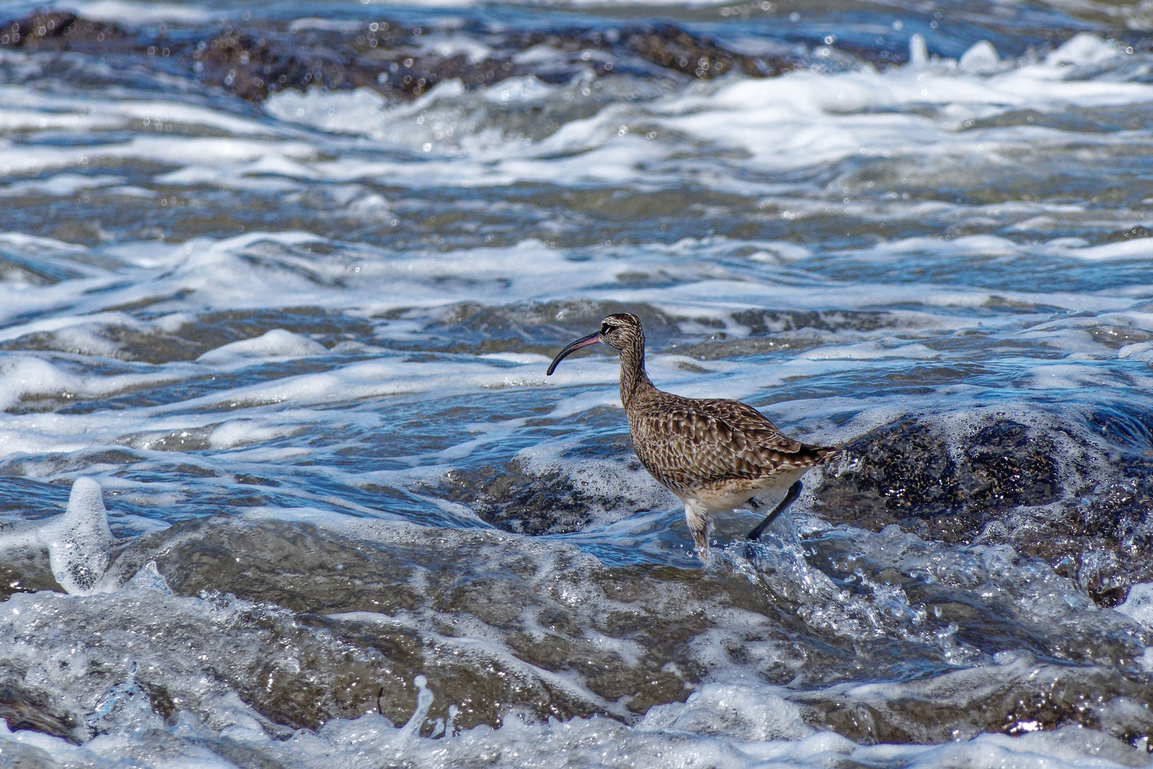 Regenbrachvogel_3