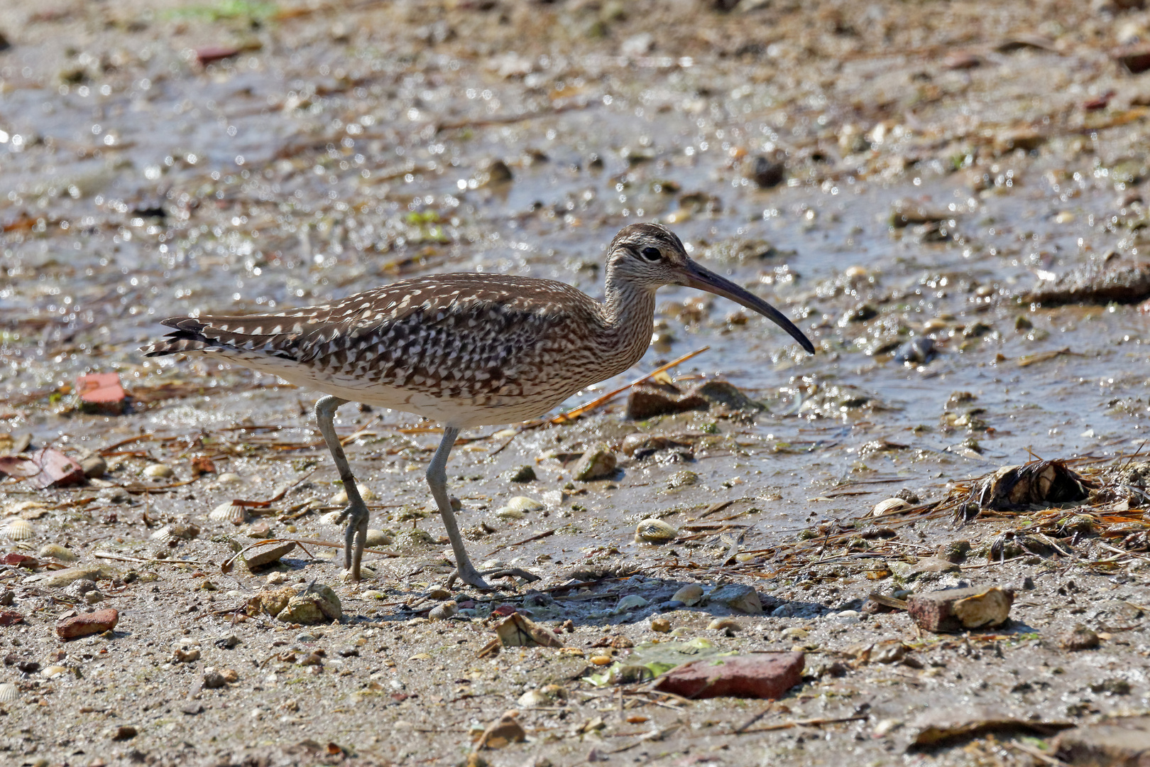 Regenbrachvogel_3