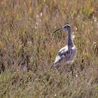 Regenbrachvogel_4