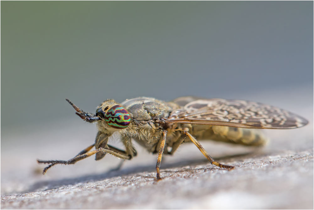 Regenbremse (Haematopota pluvialis)