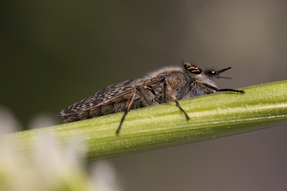 Regenbremse (Haematopota pluvialis) am Weissen Blumenklee