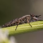 Regenbremse (Haematopota pluvialis) am Weissen Blumenklee