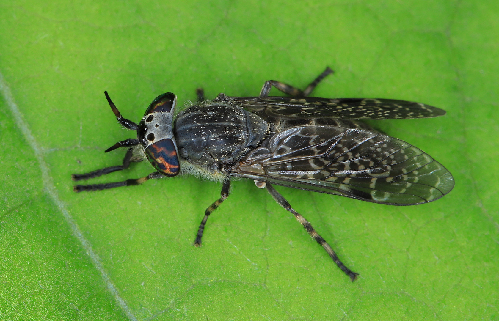 Regenbremse, w., Haematopota pluvialis,  Common Horse Fly