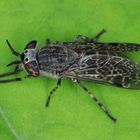 Regenbremse, w., Haematopota pluvialis,  Common Horse Fly