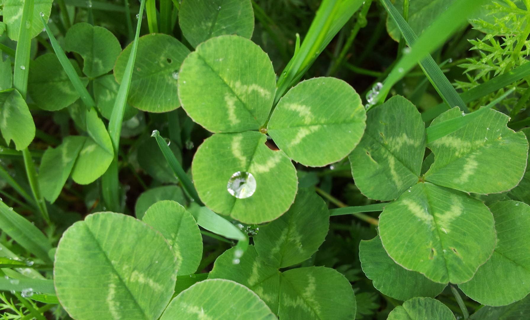 Regendiamant