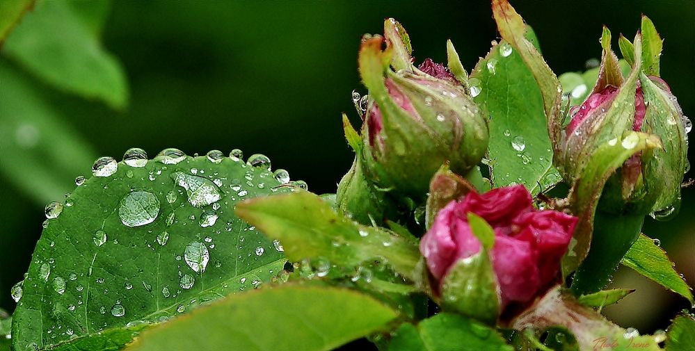 Regen...die Krönung der Rosen