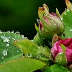 Regen...die Krönung der Rosen