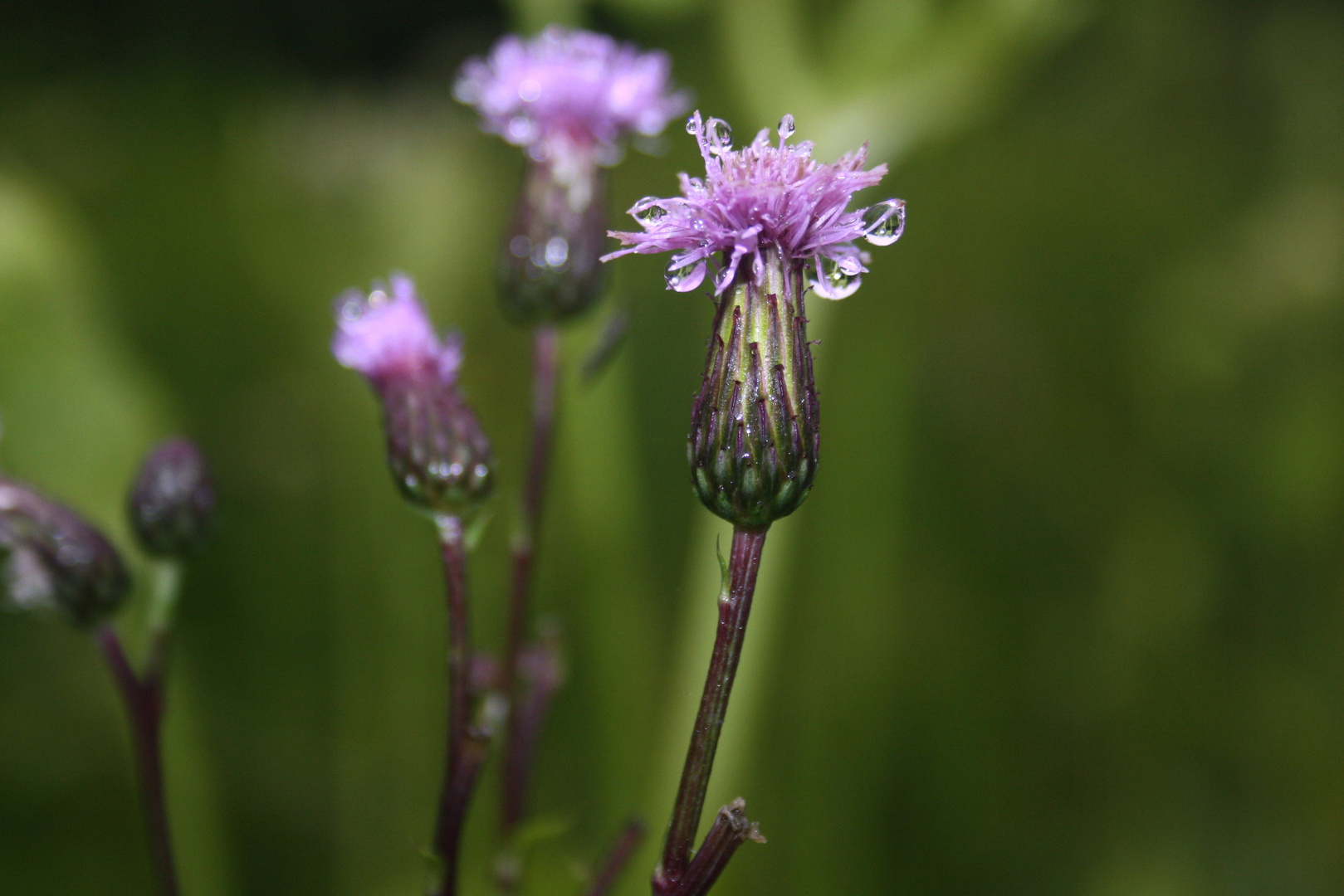 Regendistel