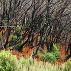 Regeneration des Lorbeerwaldes auf La Gomera