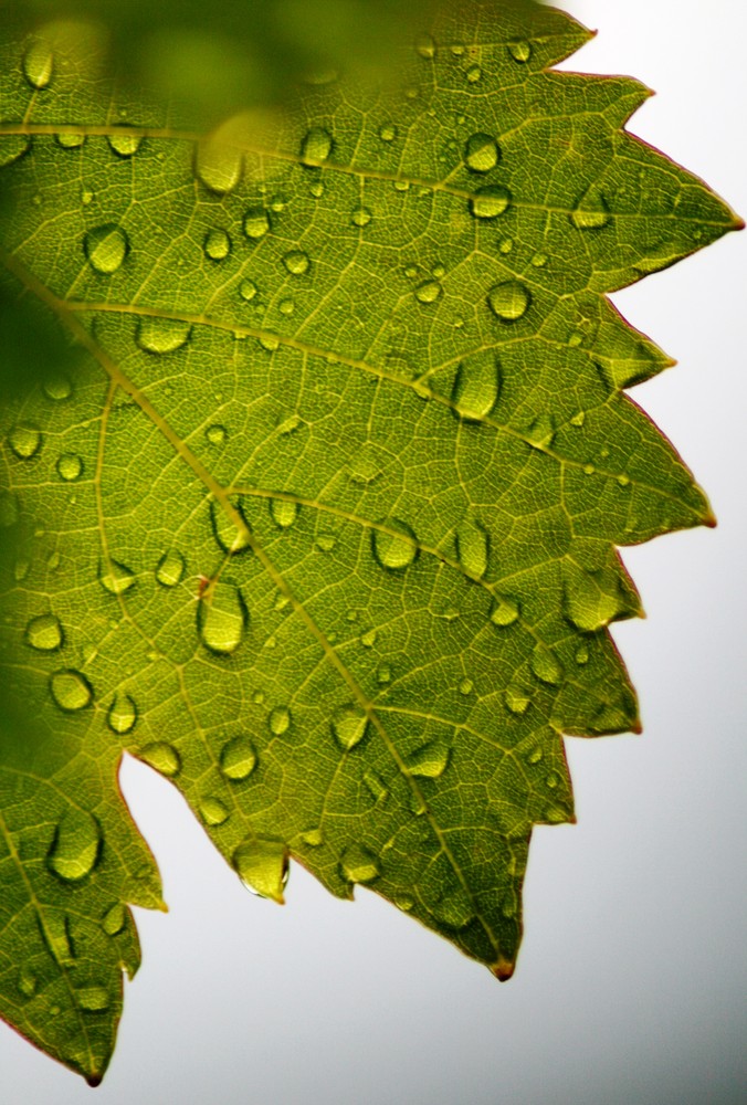 Regenfänger