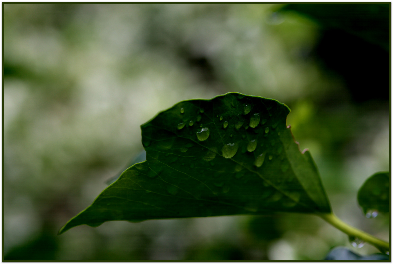 Regenfänger in Farbe