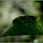 Regenfänger in Farbe