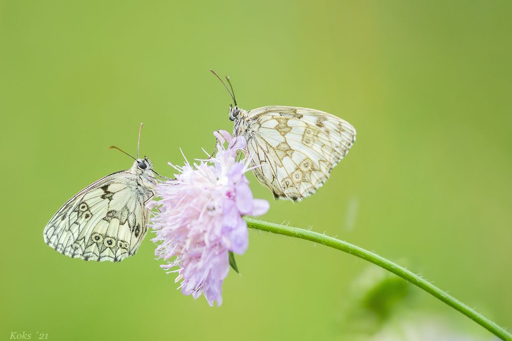 Regenfalter