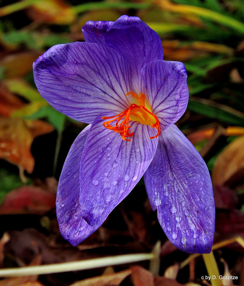 Regenfotos - Pracht-Herbst-Krokus !