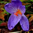 Regenfotos - Pracht-Herbst-Krokus !