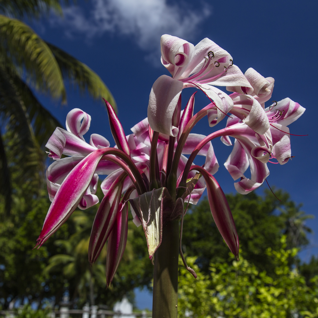 regenfreies florales