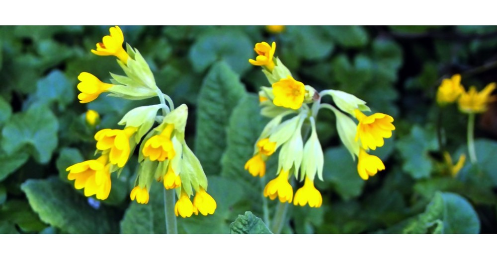 Regengebeutelte Schlüsselblumen. Ein Gruß zum Wochenende.