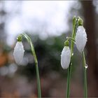 Regenglöckchen