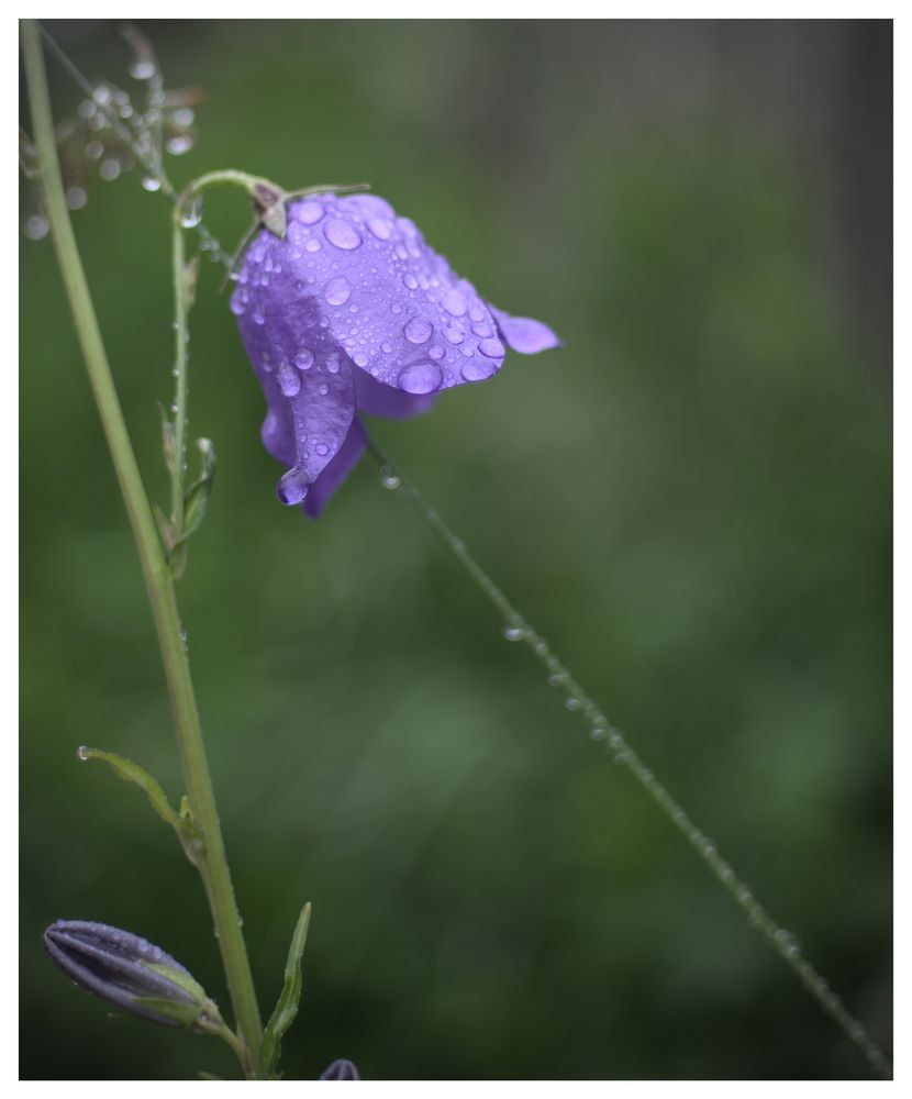 Regenglöckchen