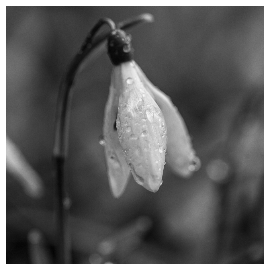 Regenglöckchen