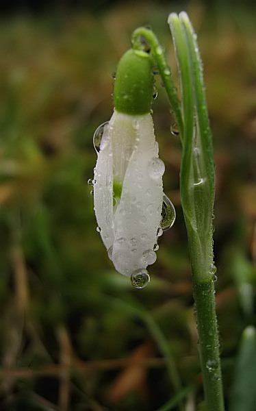 Regenglöckchen