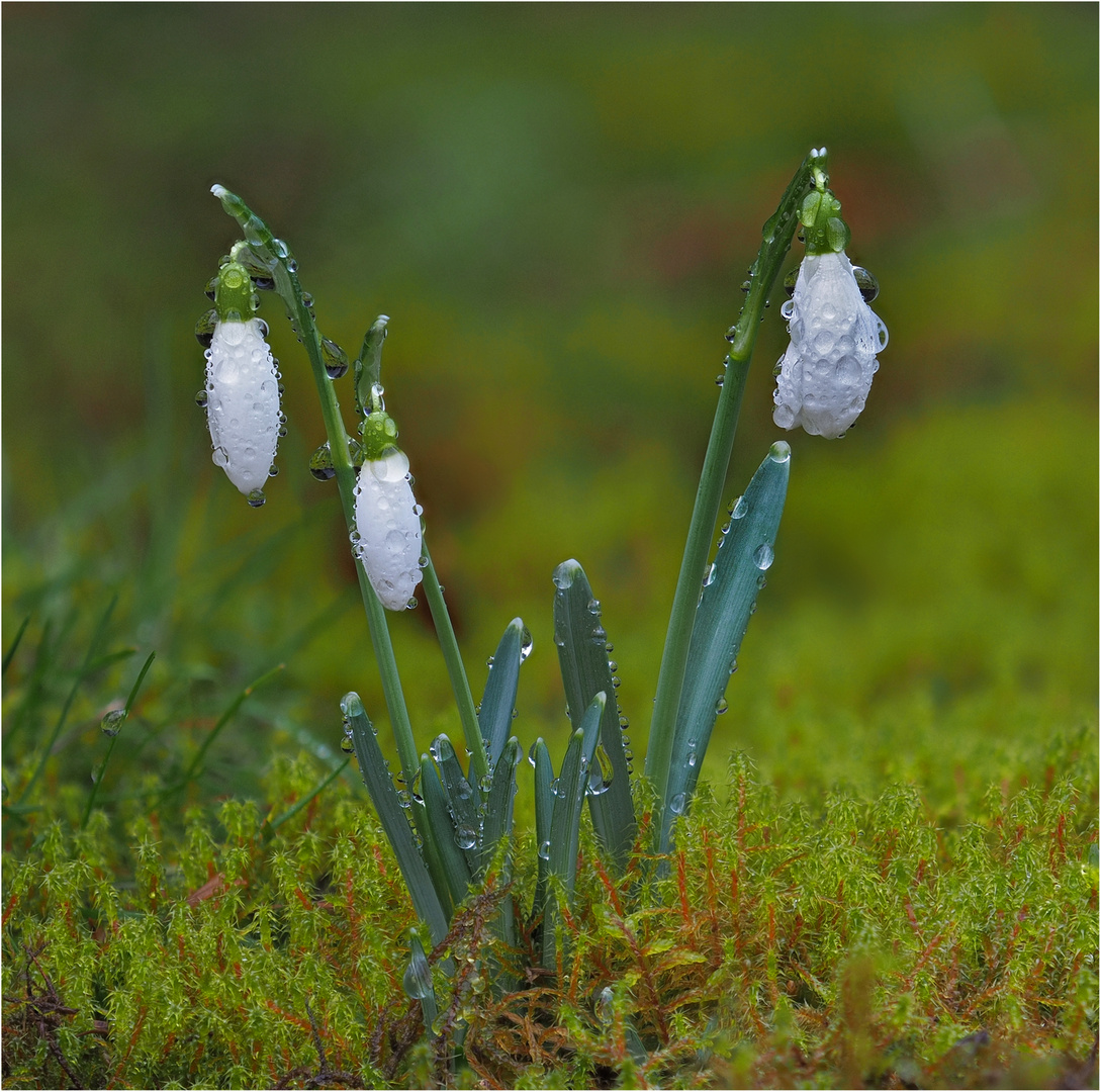 "Regenglöckchen".......