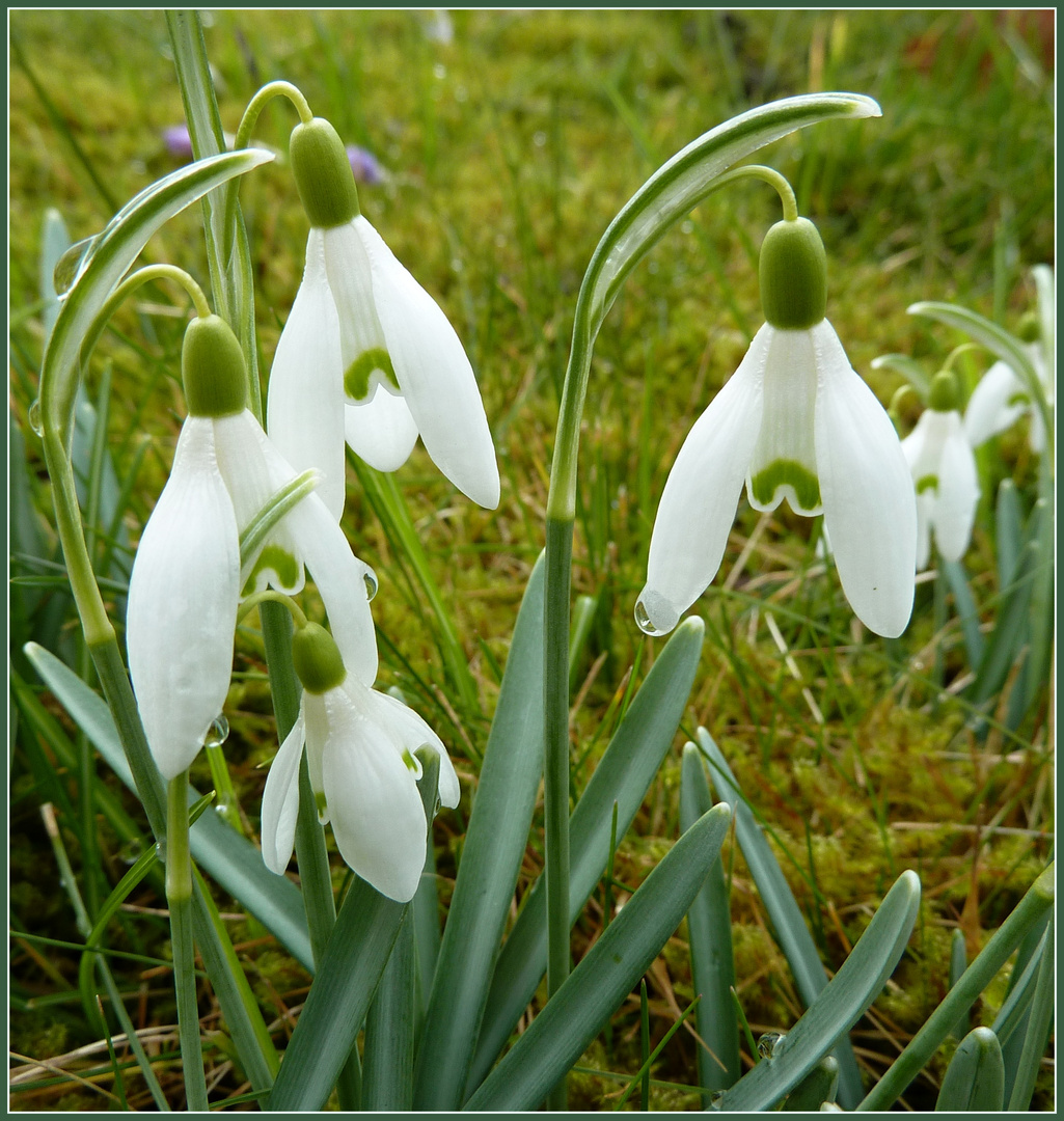 "Regenglöckchen"