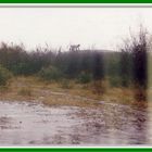 Regenguß bei den Masai
