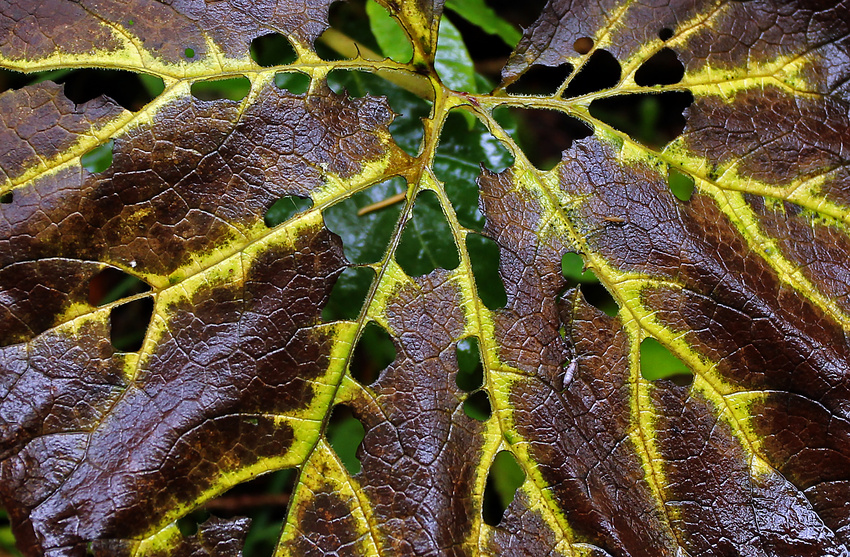 Regenherbstblatt