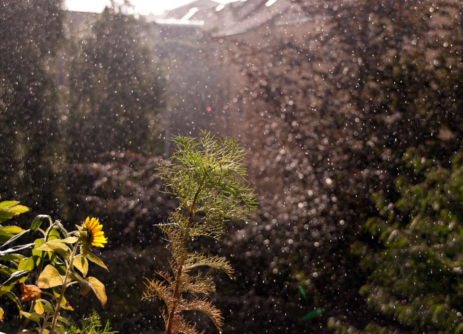 Regen,Hinterhofgarten