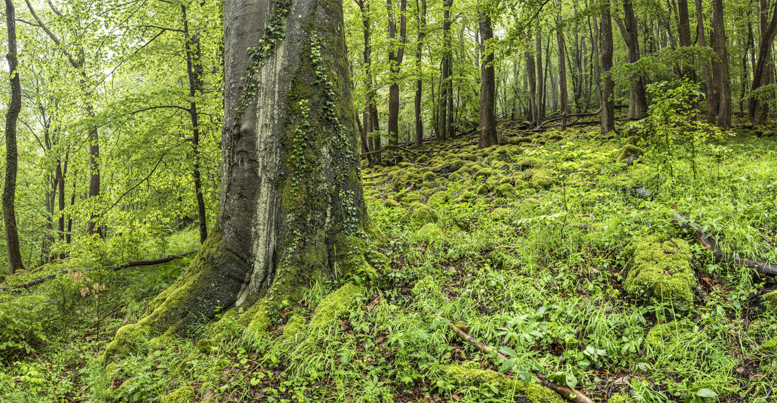 Regenimpression im Wald