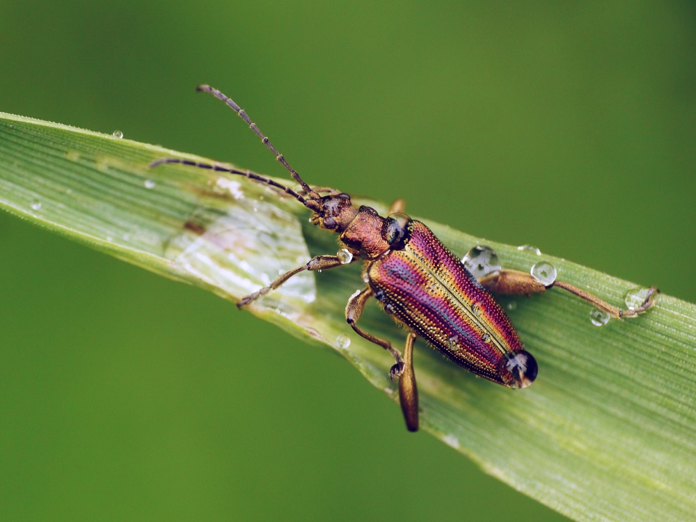 Regenkäfer