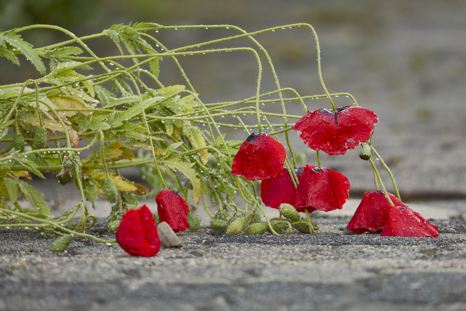 RegenMohn