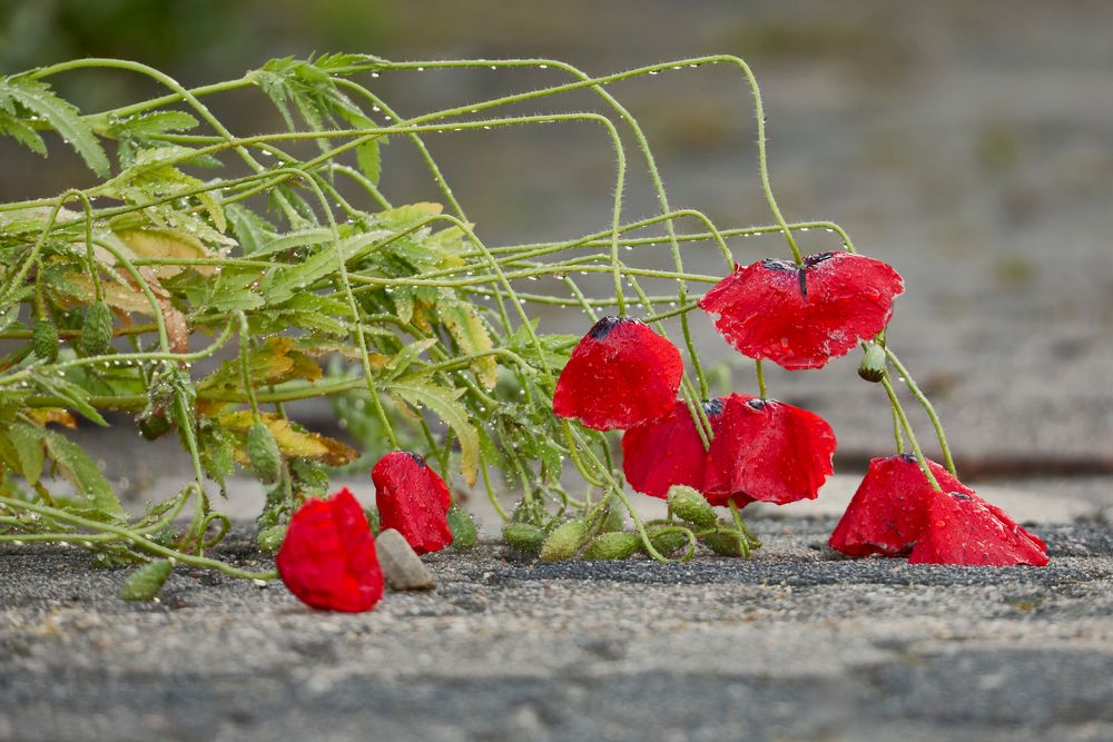 RegenMohn