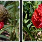 Regenmohn...