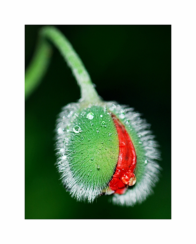 RegenMOHN