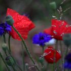 Regenmohn