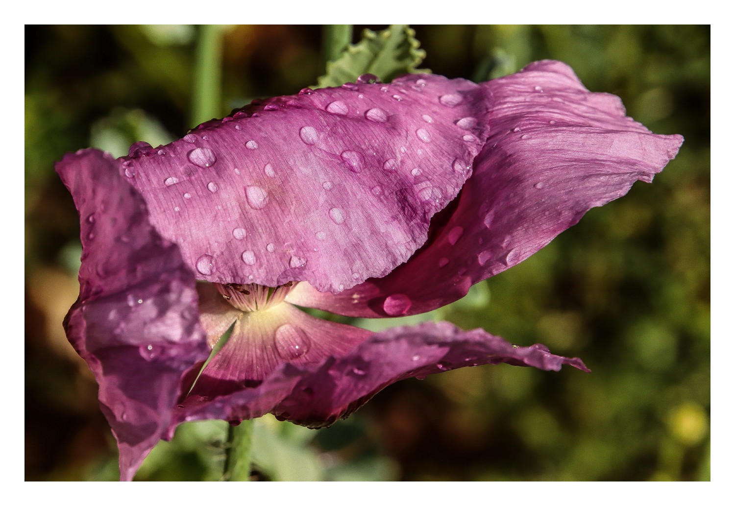 Regenmohn